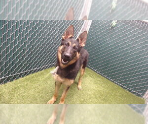 German Shepherd Dog Dogs for adoption in Downey, CA, USA