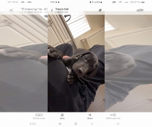 Great Dane Puppy for sale in APPLE VALLEY, CA, USA