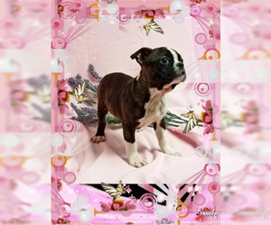 Boston Terrier Puppy for sale in DUNDEE, OH, USA