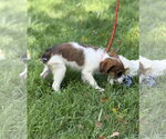 Small #1 Mutt