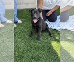Small #4 Labrador Retriever Mix