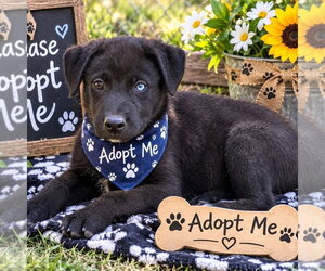 Siberian Husky Dogs for adoption in Yardley, PA, USA