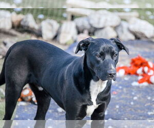 American Staffordshire Terrier-Unknown Mix Dogs for adoption in Tracy City, TN, USA