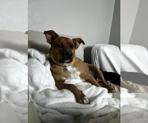 Shiba Inu-Unknown Mix Dogs for adoption in phoenix, AZ, USA