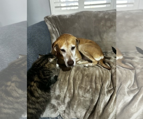 Medium Photo #6 Mutt Puppy For Sale in Stratham, NH, USA