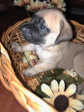 Medium Photo #1 Mastiff Puppy For Sale in LAS VEGAS, NV, USA