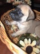Small Photo #1 Mastiff Puppy For Sale in LAS VEGAS, NV, USA