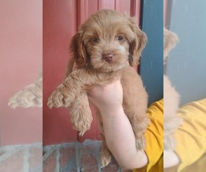 Cocker Spaniel Puppy for sale in COTTAGEVILLE, SC, USA