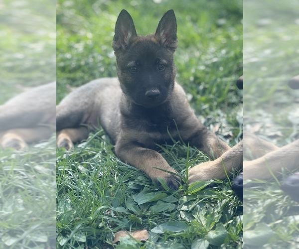 Medium Photo #1 German Shepherd Dog Puppy For Sale in WILMINGTON, DE, USA