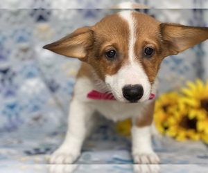 Border Collie-Pembroke Welsh Corgi Mix Puppy for sale in LANCASTER, PA, USA