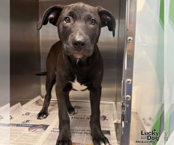 Medium Photo #3 Labrador Retriever-Unknown Mix Puppy For Sale in Washington, DC, USA