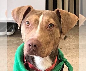 BamBam *Adopt or Foster* - Male Catahoula Leopard Dog-Unknown Mix Dog for Adoption - Photo #7