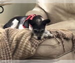 Small #2 Chihuahua