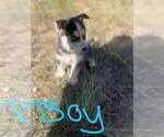 Puppy Puppy 3 Siberian Husky