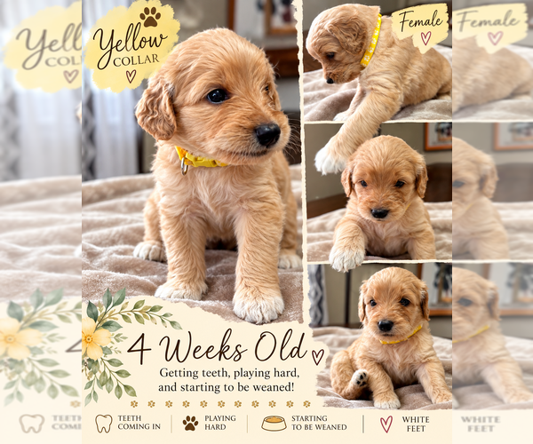 Medium Photo #7 Double Doodle Puppy For Sale in LAKELAND, FL, USA
