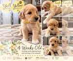 Puppy 6 Double Doodle