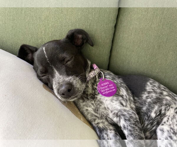Medium Photo #2 Mutt Puppy For Sale in Garden City, NY, USA
