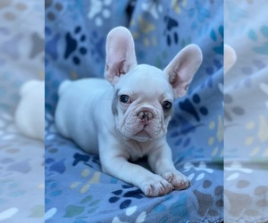 French Bulldog Puppy for sale in SACRAMENTO, CA, USA