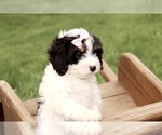 Small #4 Cavapoo