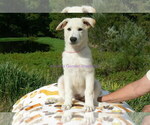 Small Photo #6 German Shepherd Dog Puppy For Sale in PIEDMONT, MO, USA