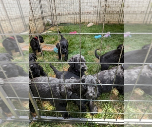 Medium Photo #12 Golden Retriever-Schnauzer (Giant) Mix Puppy For Sale in COLLEGE GROVE, TN, USA