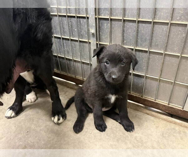Medium Photo #2 Border Collie-Unknown Mix Puppy For Sale in Cave Creek, AZ, USA