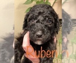 Small Photo #16 Goldendoodle-Poodle (Standard) Mix Puppy For Sale in GRESHAM, OR, USA