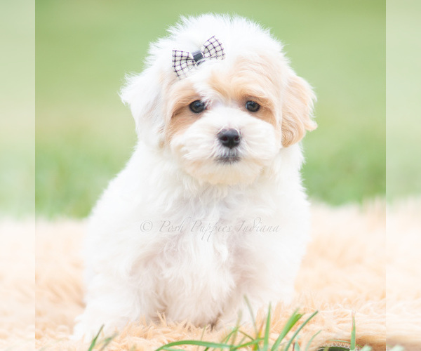 Medium Photo #1 Maltipoo (Miniature) Puppy For Sale in WARSAW, IN, USA