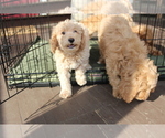 Small #34 Goldendoodle