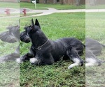 Small #17 Schnauzer (Giant)