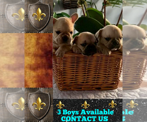 French Bulldog Puppy for sale in HEATHROW, FL, USA