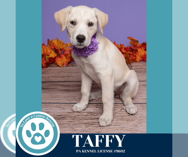 Medium Photo #3 Labrenees Puppy For Sale in Kimberton, PA, USA