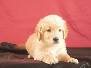 Golden Retriever Puppy for sale in KENSINGTON, OH, USA