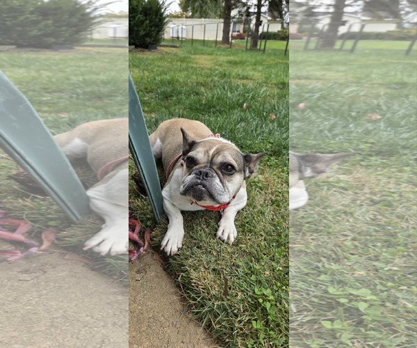 Medium Photo #2 French Bulldog Puppy For Sale in Catasauqua, PA, USA
