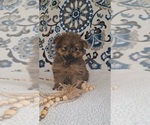 Puppy Maui Yoranian