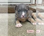 Small Photo #10 American Bully Puppy For Sale in BURLESON, TX, USA