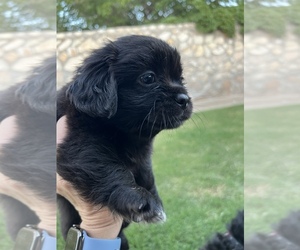Shih Tzu Puppy for sale in EL PASO, TX, USA