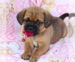 Small Photo #7 Puggle Puppy For Sale in CHARLOTT HALL, MD, USA