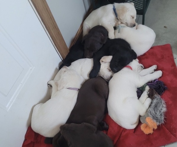 Medium Photo #1 Labradoodle Puppy For Sale in RAYMOND, IL, USA