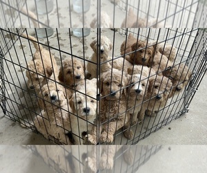 Goldendoodle Puppy for sale in CEDAR HILL, TX, USA