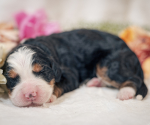 Bernedoodle-Bernese Mountain Dog Mix Puppy for sale in ERIE, CO, USA
