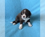 Small #4 Aussiedoodle