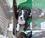Small #1 Mutt
