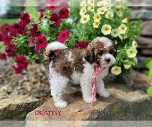 Cavapoo-Poodle (Toy) Mix Puppy for sale in MILLERSBURG, OH, USA