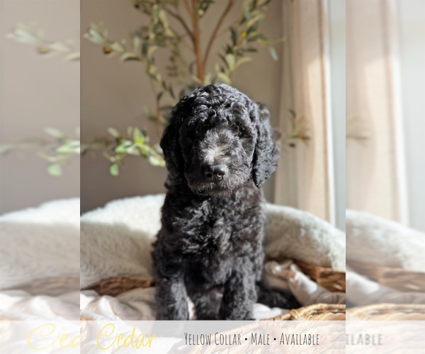 Medium Photo #1 Goldendoodle mix (+ Poodle Standard) Puppy For Sale in CARTHAGE, TN, USA