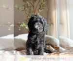 Puppy Cedar Goldendoodle mix (+ Poodle Standard)