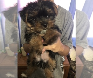 Morkie Puppy for sale in NIEDERWALD, TX, USA