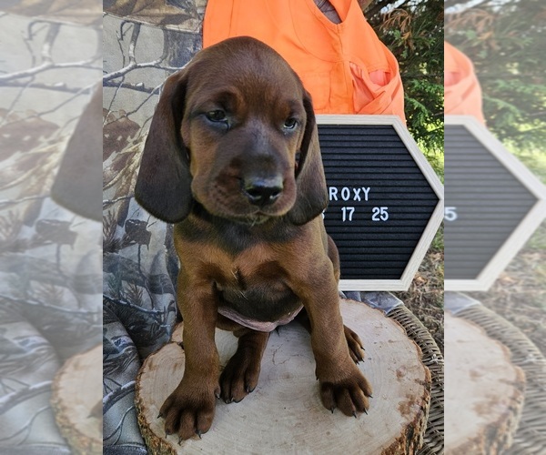 Medium Photo #1 Redbone Coonhound Puppy For Sale in DENVER, PA, USA