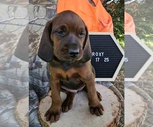 Medium Redbone Coonhound