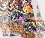 Puppy Nutmeg Pyredoodle